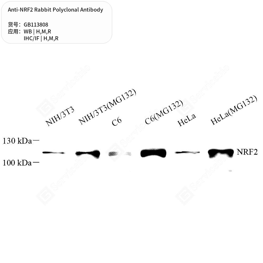 Антитела первичные, поликлональные кролика к NRF2 крысы, мыши, человека, 50 мкл