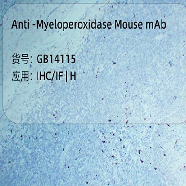 Антитела первичные, моноклональные, Myeloperoxidase, 50 мкл