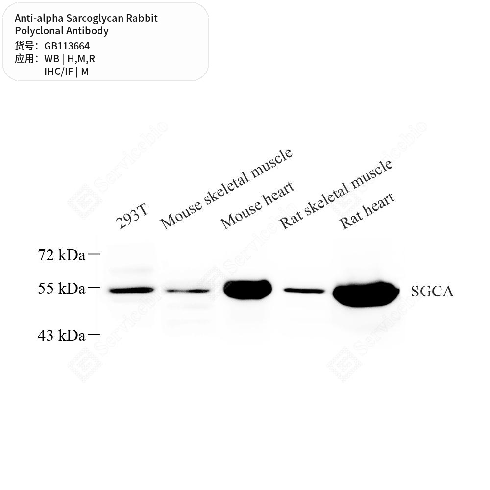 Антитела первичные, поликлональные кролика к alpha Sarcoglycan крысы, мыши, человека, 50 мкл