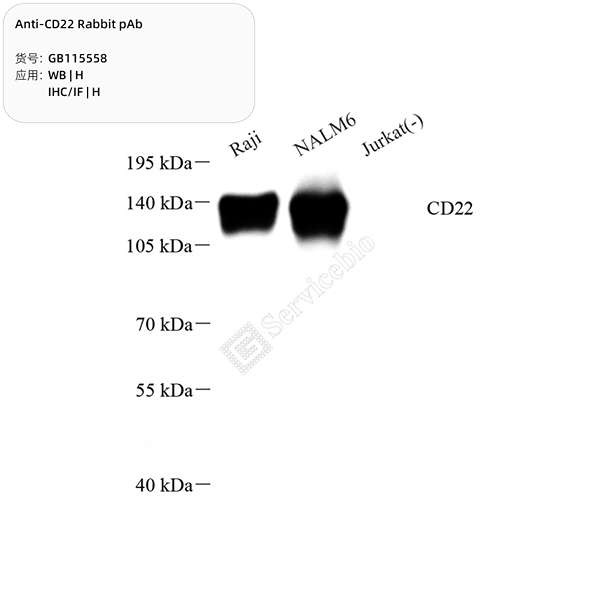 Антитела первичные, поликлональные, CD22, 100 мкл