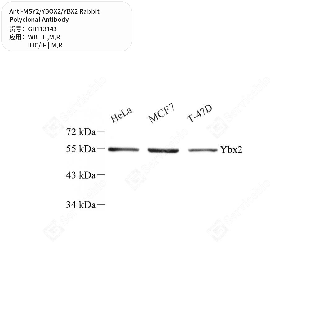 Антитела первичные, поликлональные кролика к MSY2/YBOX2/YBX2 крысы, мыши, человека, 50 мкл