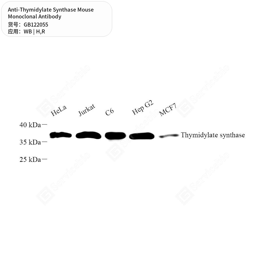 Антитела первичные, моноклональные мыши к Thymidylate Synthase крысы, человека, 50 мкл