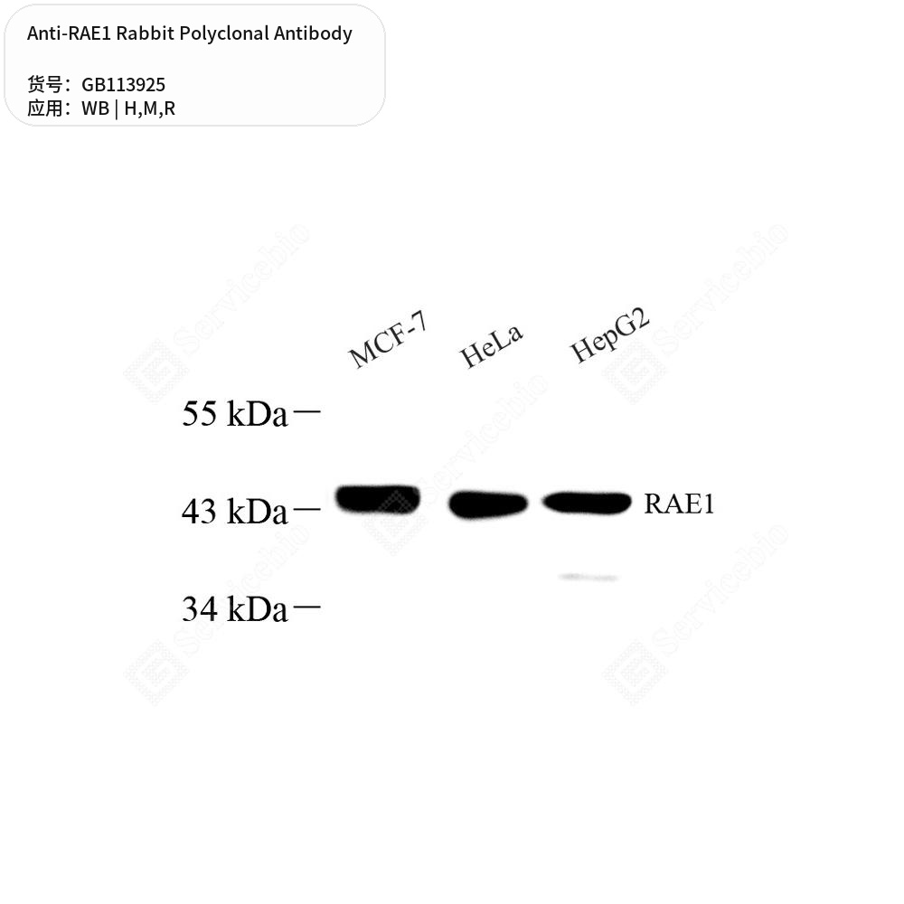 Антитела первичные, поликлональные кролика к RAE1 крысы, мыши, человека, 50 мкл