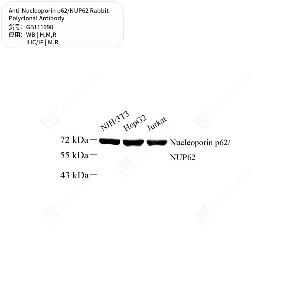 Антитела первичные, поликлональные кролика к Nucleoporin p62/NUP62 крысы, мыши, человека, 100 мкл