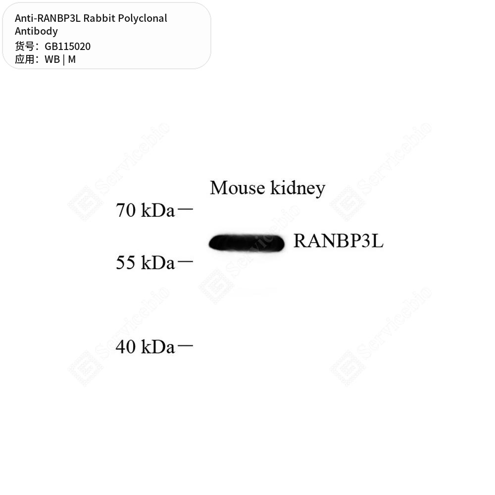Антитела первичные, поликлональные кролика к RANBP3L мыши, 100 мкл