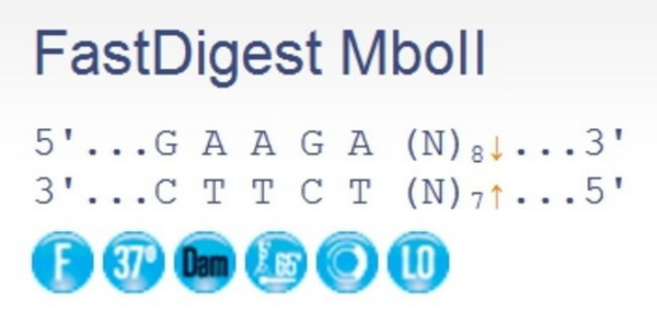Эндонуклеаза рестрикции ускоренного гидролиза FastDigest MboII (IIs class), 50 реакций