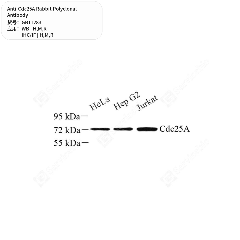 Антитела первичные, поликлональные кролика к Cdc25A крысы, мыши, человека, 100 мкл