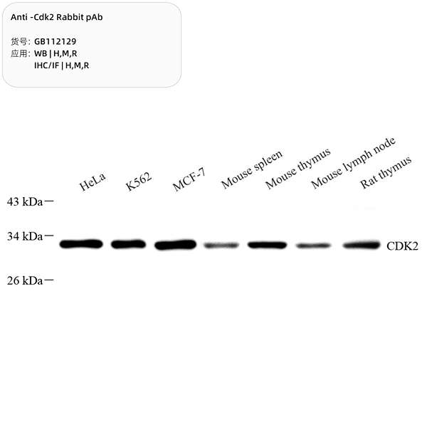 Антитела первичные, поликлональные, CDK2, 100 мкл
