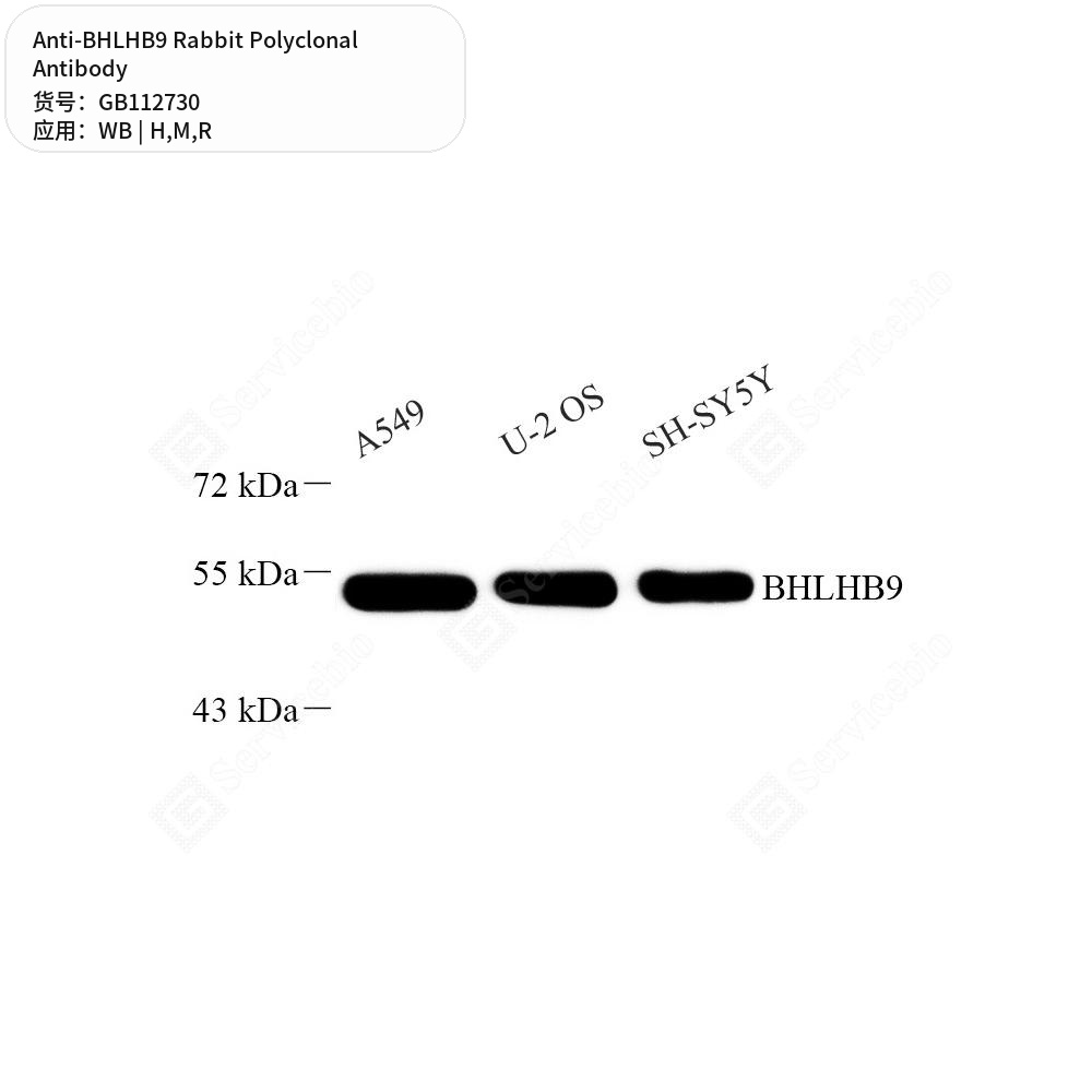 Антитела первичные, поликлональные кролика к BHLHB9 крысы, мыши, человека, 100 мкл