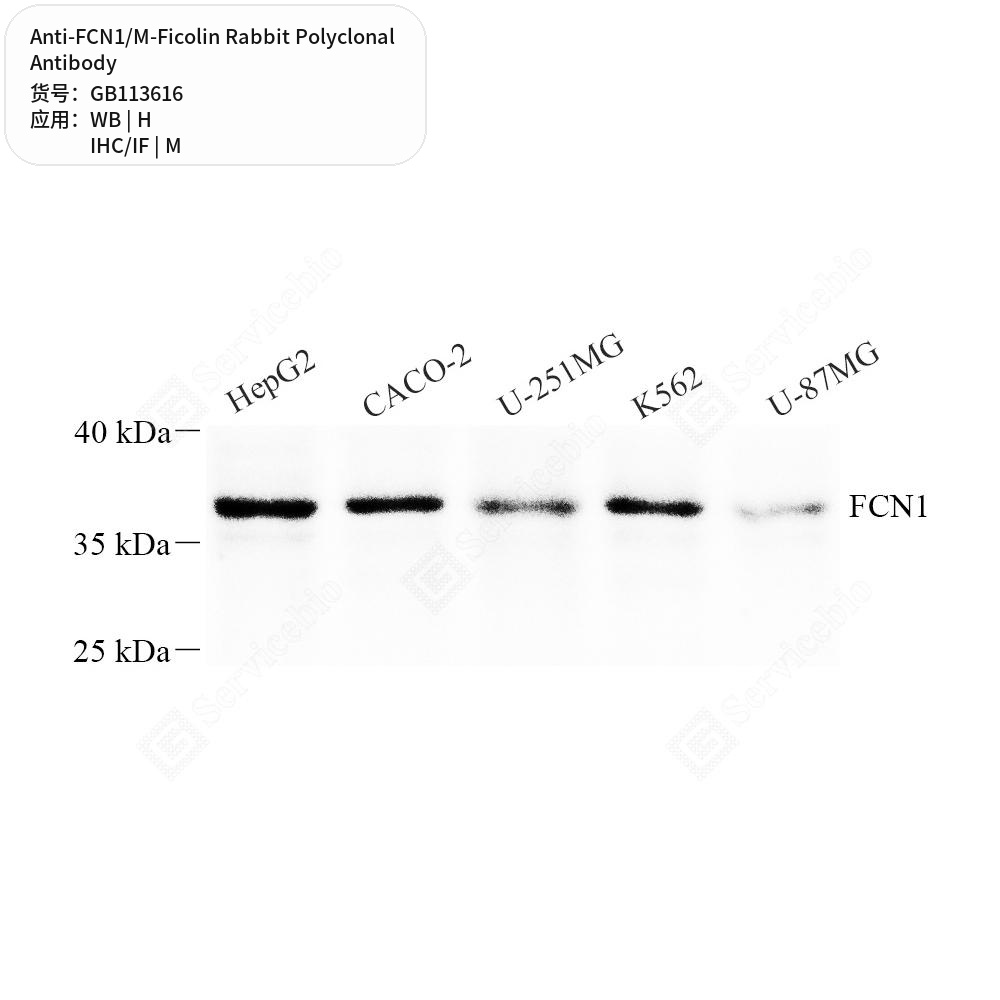 Антитела первичные, поликлональные кролика к FCN1/M-Ficolin мыши, человека, 50 мкл