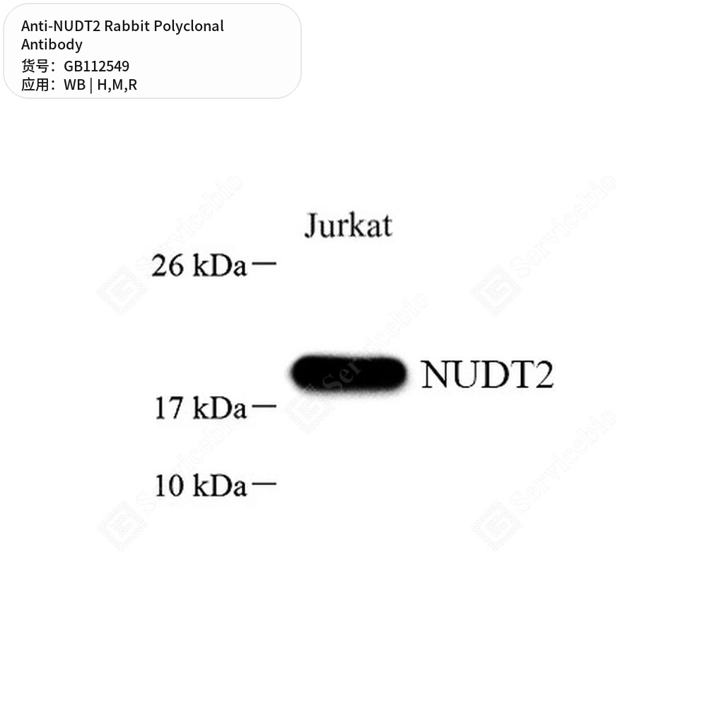 Антитела первичные, поликлональные кролика к NUDT2 крысы, мыши, человека, 100 мкл