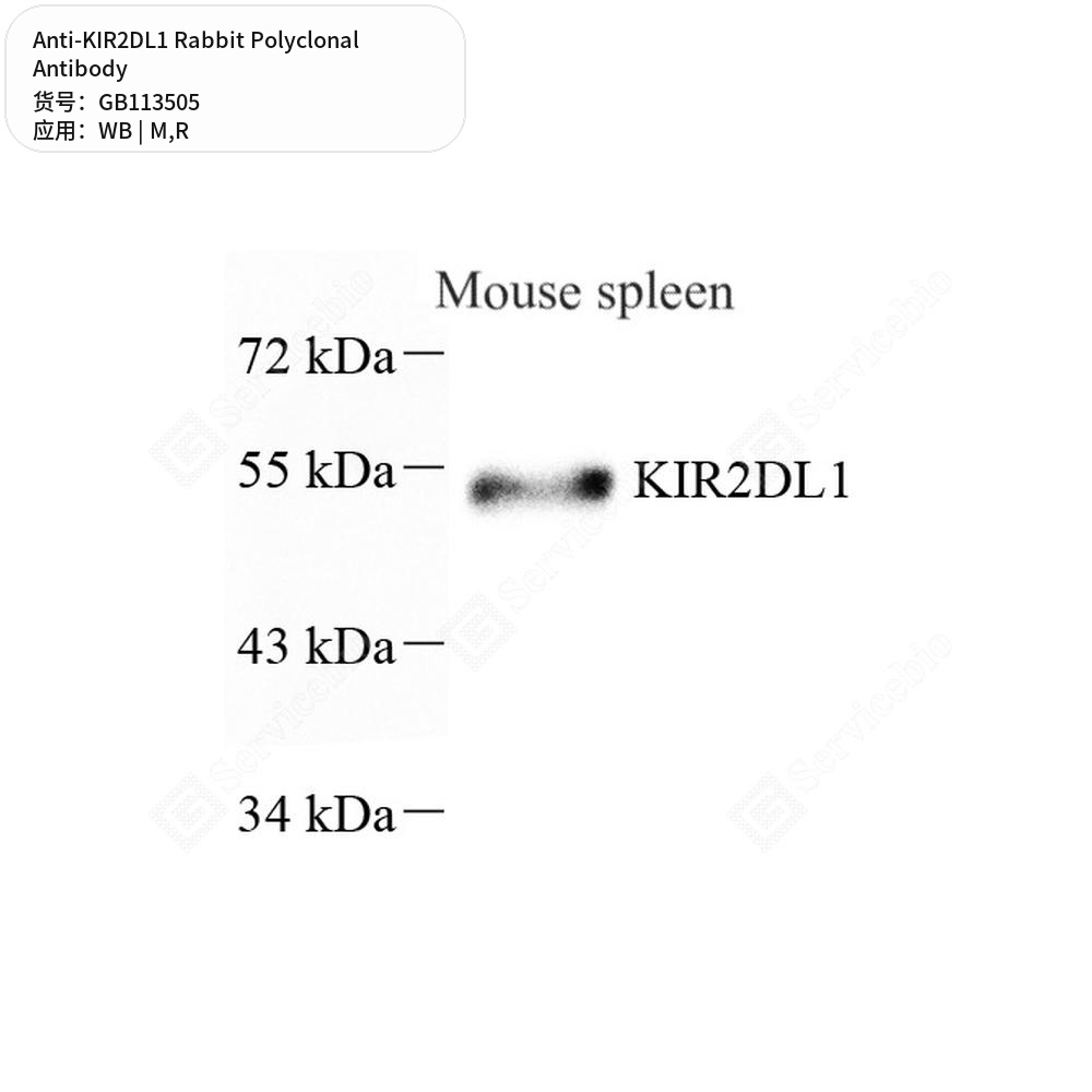 Антитела первичные, поликлональные кролика к KIR2DL1 крысы, мыши, 100 мкл