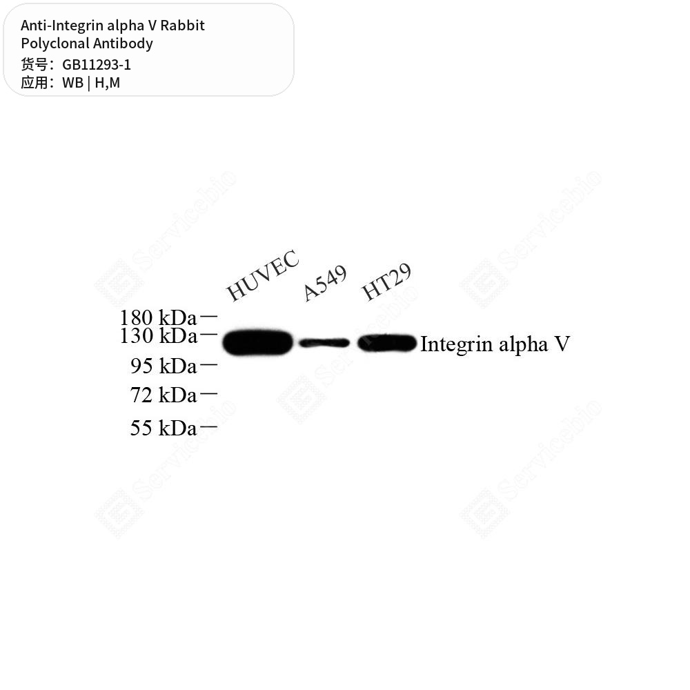Антитела первичные, поликлональные кролика к Integrin alpha V мыши, человека, 100 мкл