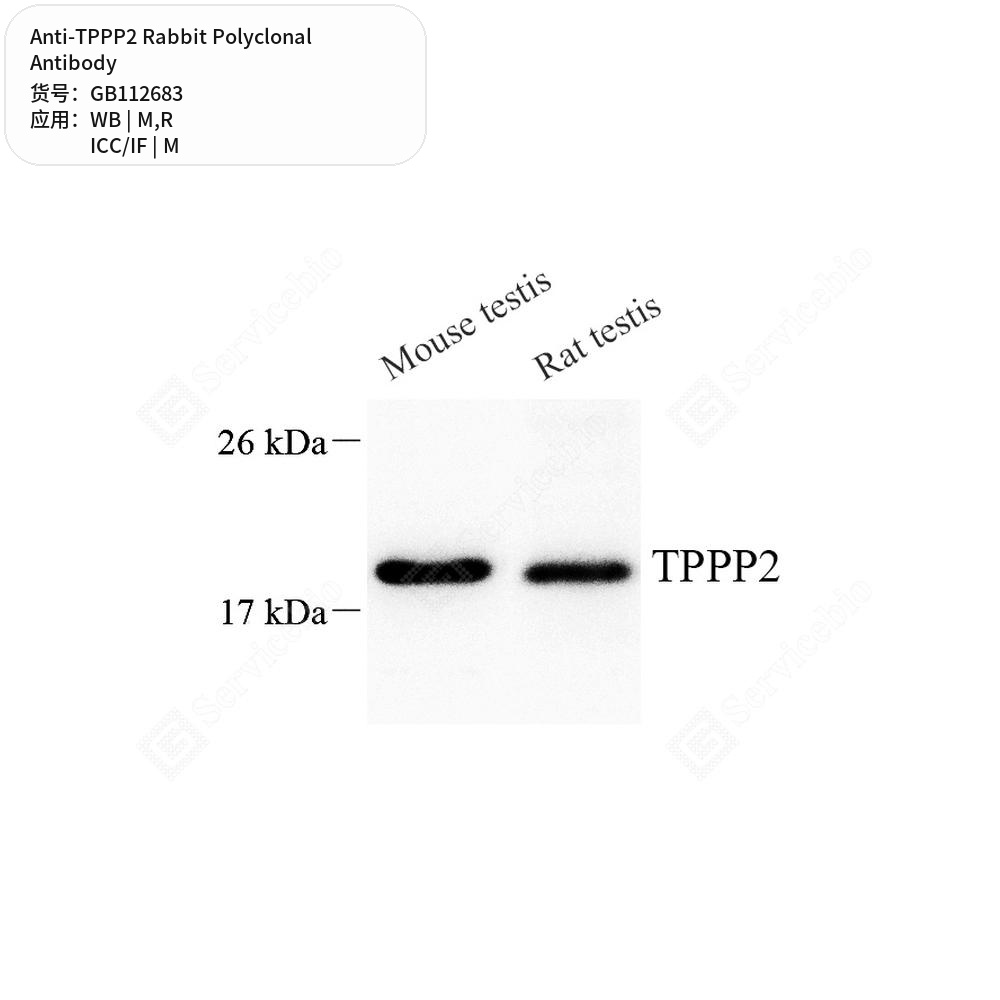 Антитела первичные, поликлональные кролика к TPPP2 крысы, мыши, 100 мкл