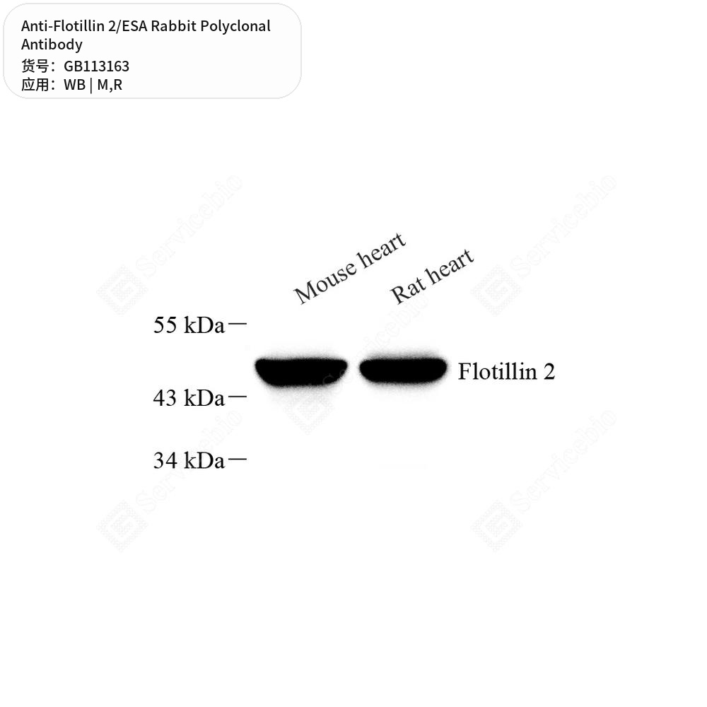 Антитела первичные, поликлональные кролика к Flotillin 2/ESA крысы, мыши, 50 мкл