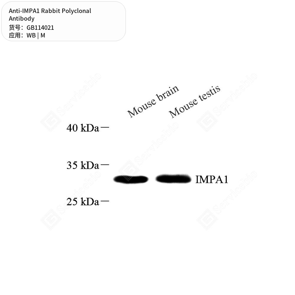 Антитела первичные, поликлональные кролика к IMPA1 мыши, 100 мкл