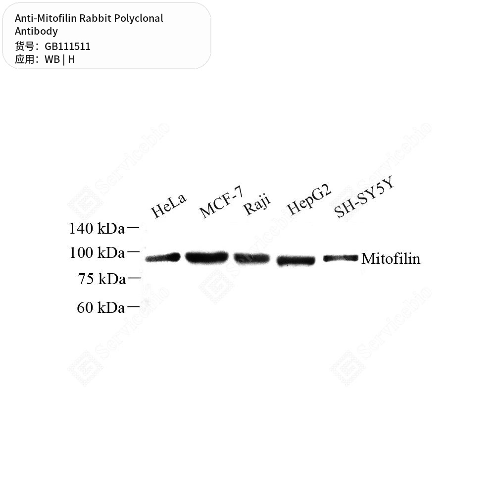 Антитела первичные, поликлональные кролика к Mitofilin человека, 100 мкл