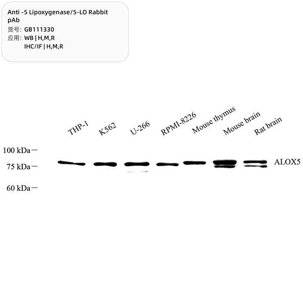 Антитела первичные, поликлональные, 5 Lipoxygenase/5-LO, 100 мкл