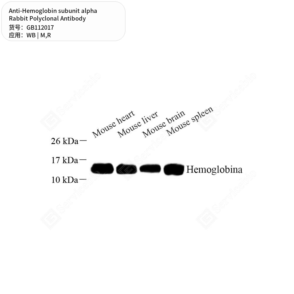 Антитела первичные, поликлональные кролика к Hemoglobin subunit alpha крысы, мыши, 100 мкл