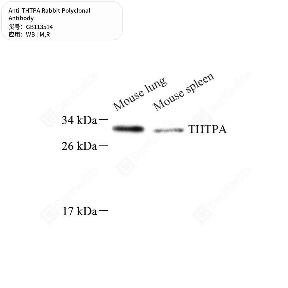 Антитела первичные, поликлональные кролика к THTPA крысы, мыши, 50 мкл