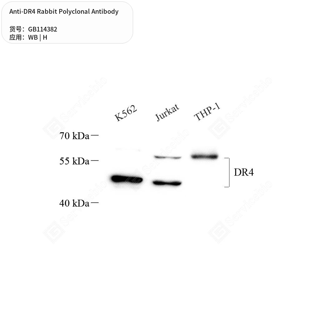 Антитела первичные, поликлональные кролика к DR4 человека, 50 мкл
