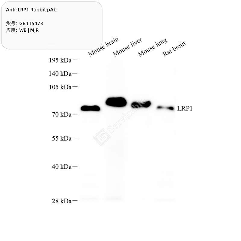 Антитела первичные, поликлональные, LRP1, 100 мкл