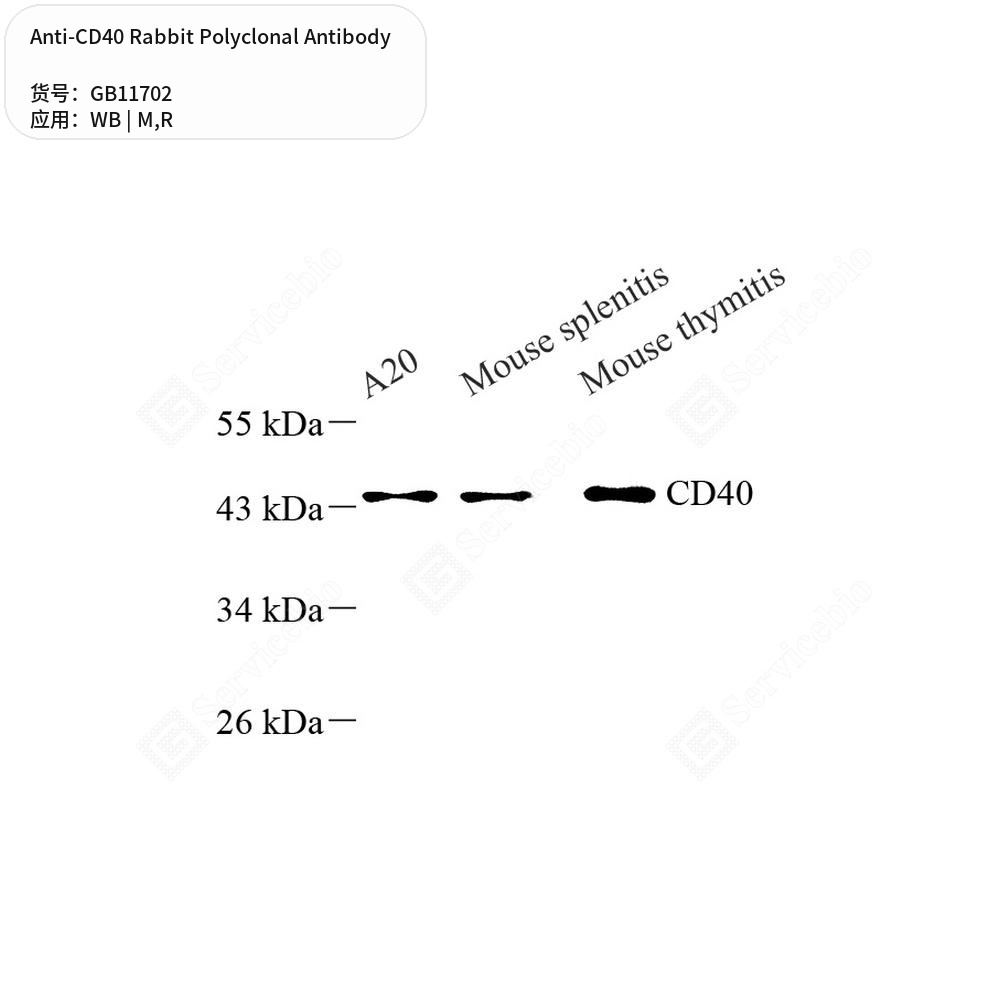 Антитела первичные, поликлональные кролика к CD40 крысы, мыши, 100 мкл