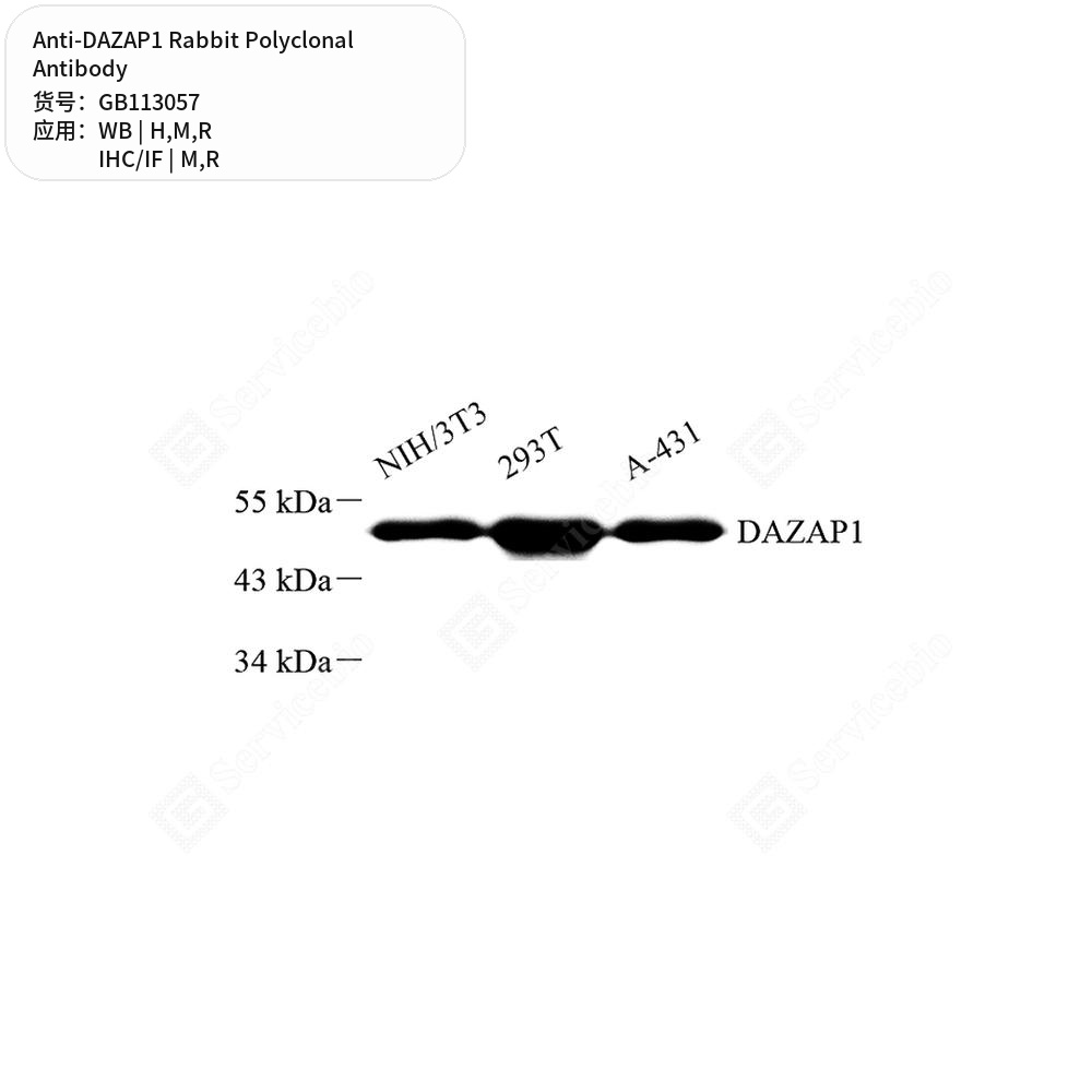 Антитела первичные, поликлональные кролика к DAZAP1 крысы, мыши, человека, 100 мкл
