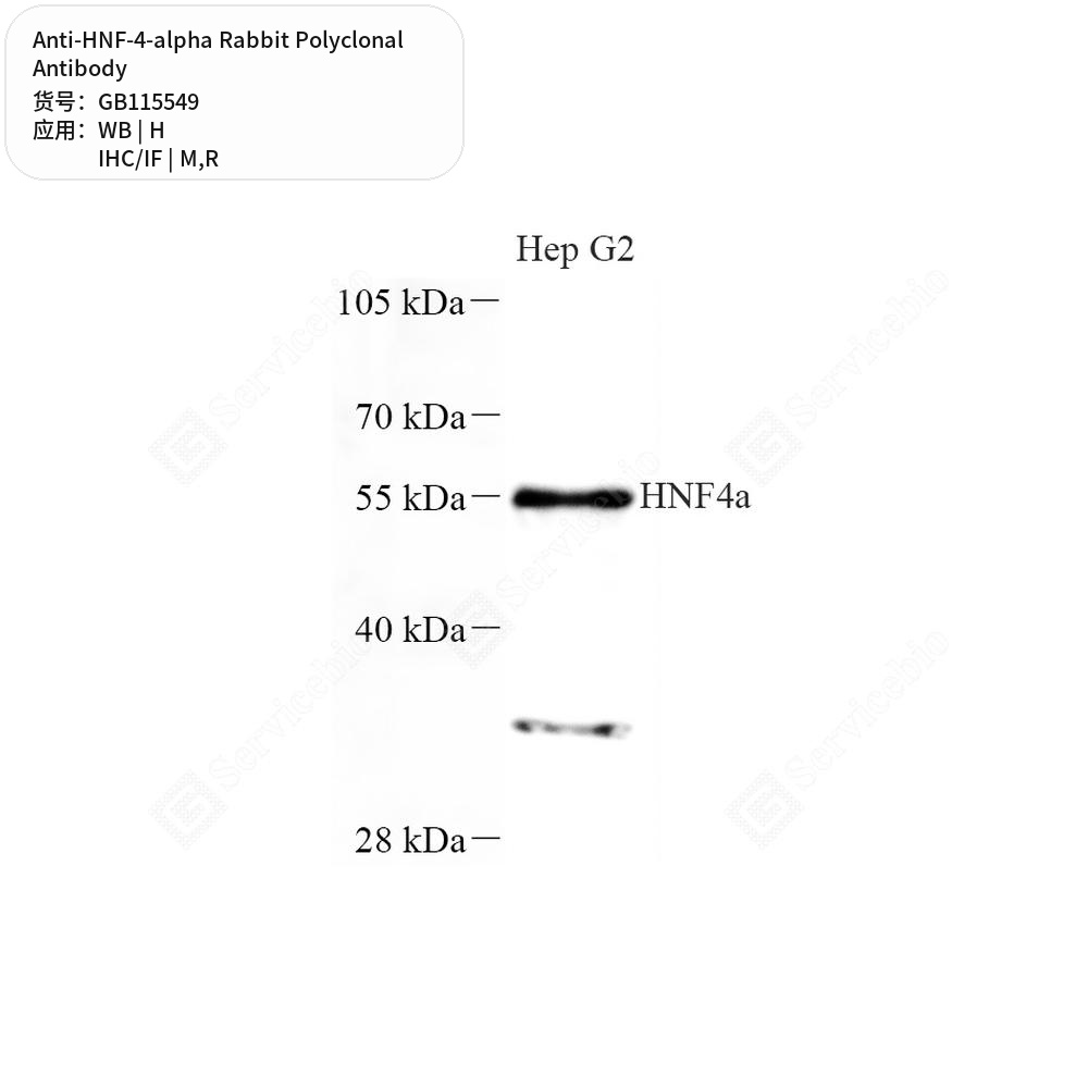 Антитела первичные, поликлональные кролика к HNF-4-alpha крысы, мыши, человека, 50 мкл