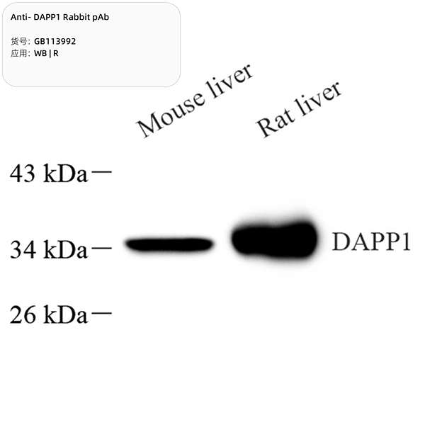 Антитела первичные, поликлональные, DAPP1, 100 мкл