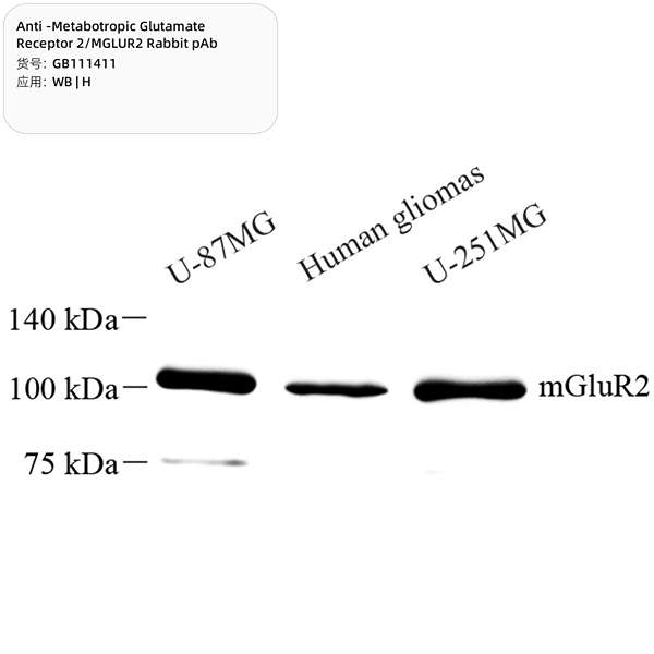 Антитела первичные, поликлональные, Metabotropic Glutamate Receptor 2/MGLUR2, 100 мкл