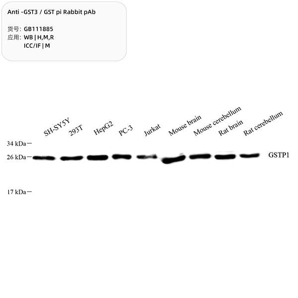 Антитела первичные, поликлональные, GST3/GST pi, 100 мкл