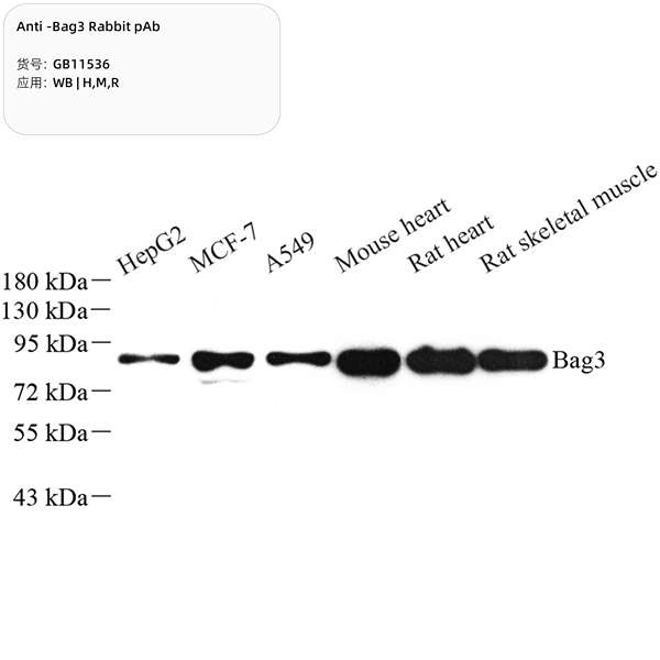 Антитела первичные, поликлональные, Bag3, 100 мкл