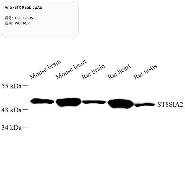 Антитела первичные, поликлональные, STX, 100 мкл