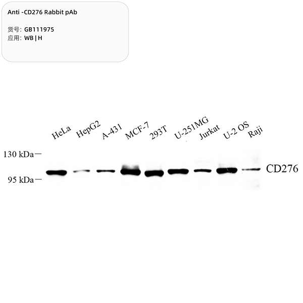 Антитела первичные, поликлональные, CD276, 100 мкл