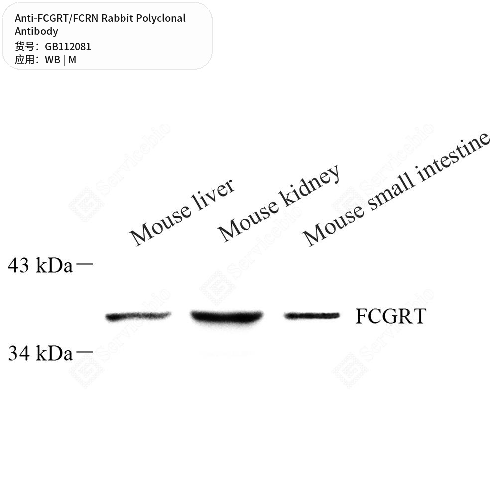 Антитела первичные, поликлональные кролика к FCGRT/FCRN мыши, 100 мкл