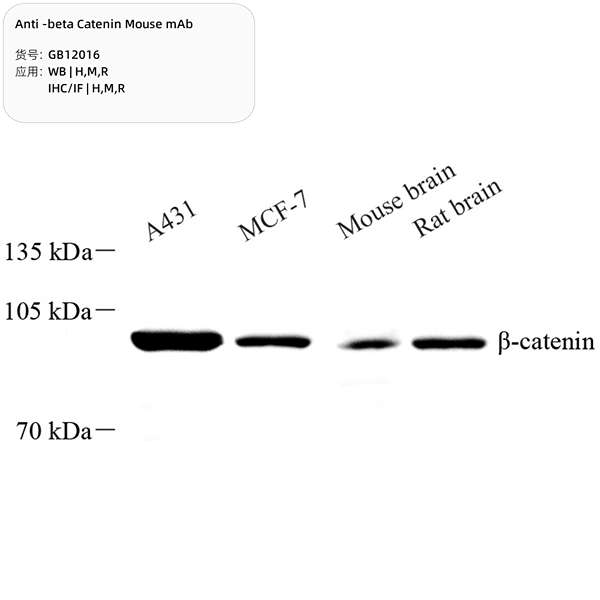 Антитела первичные, моноклональные, beta Catenin, 100 мкл