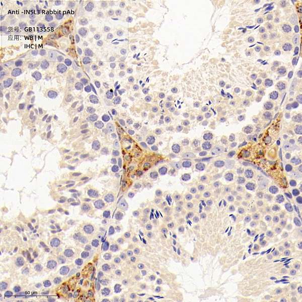 Антитела первичные, поликлональные, INSL3, 100 мкл