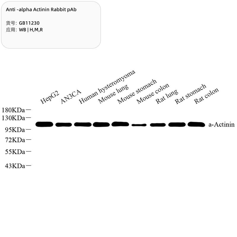Антитела первичные, поликлональные, alpha Actinin, 100 мкл