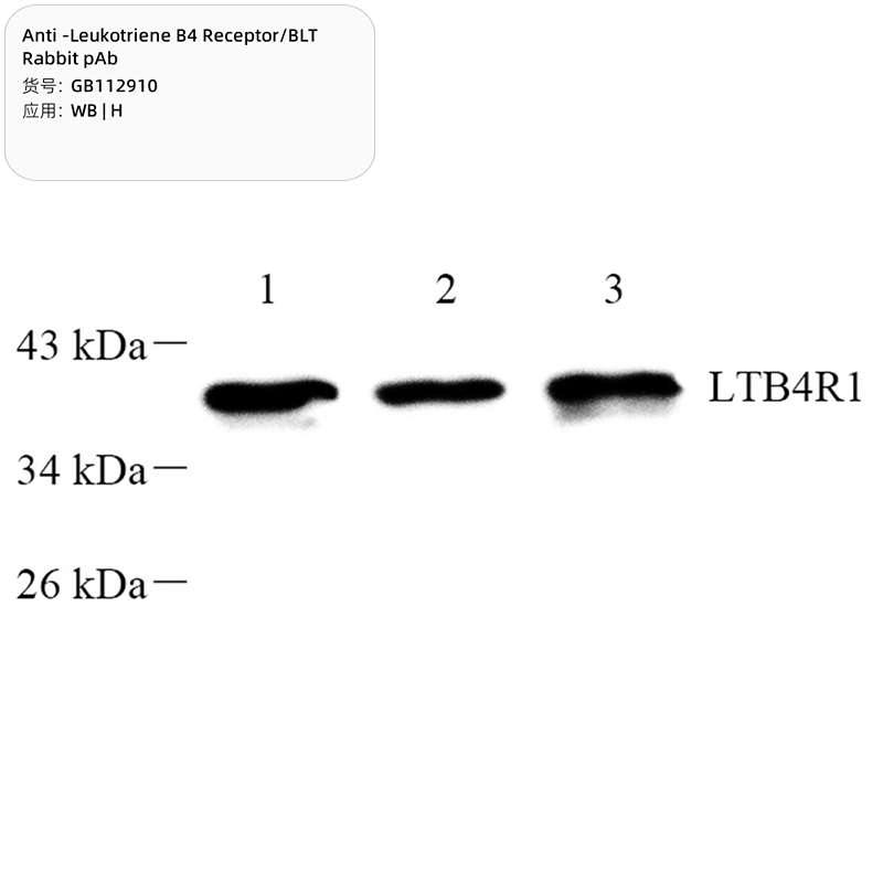 Антитела первичные, поликлональные, Leukotriene B4 Receptor/BLT, 100 мкл
