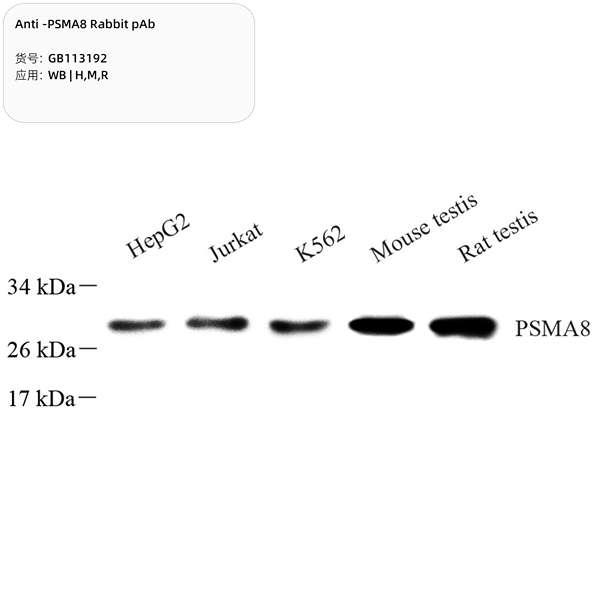Антитела первичные, поликлональные, PSMA8, 100 мкл