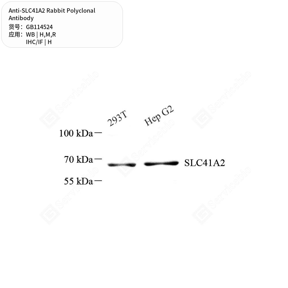 Антитела первичные, поликлональные кролика к SLC41A2 крысы, мыши, человека, 50 мкл