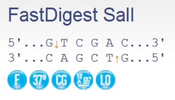 Эндонуклеаза рестрикции ускоренного гидролиза FastDigest SalI, 200 реакций