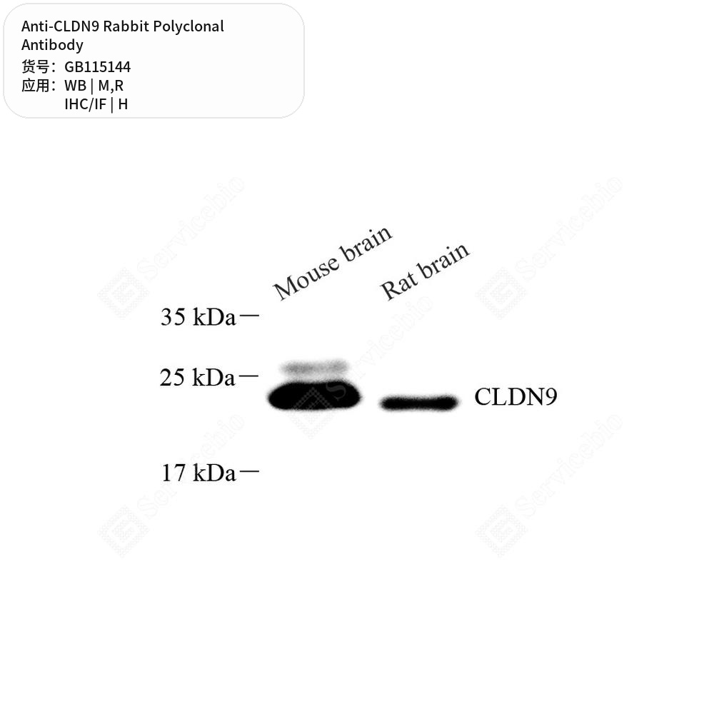 Антитела первичные, поликлональные кролика к CLDN9 крысы, мыши, человека, 50 мкл