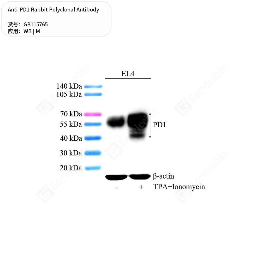 Антитела первичные, поликлональные кролика к PD1 мыши, 50 мкл