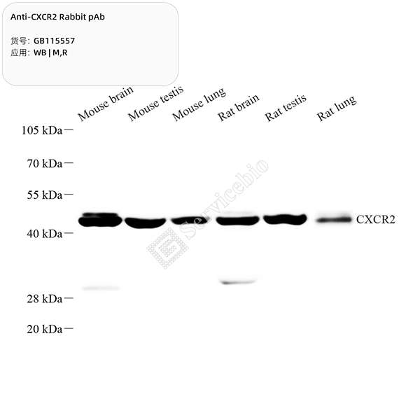 Антитела первичные, поликлональные, CXCR2, 100 мкл