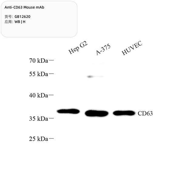 Антитела первичные, моноклональные, CD63, 100 мкл