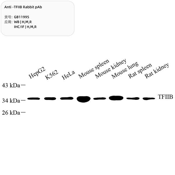 Антитела первичные, поликлональные, TFIIB, 100 мкл