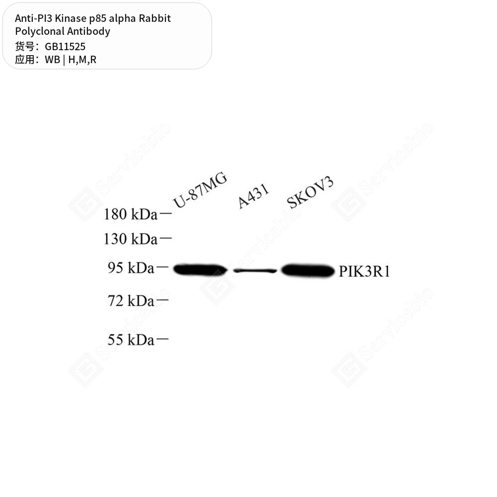 Антитела первичные, поликлональные кролика к PI3 Kinase p85 alpha крысы, мыши, человека, 100 мкл