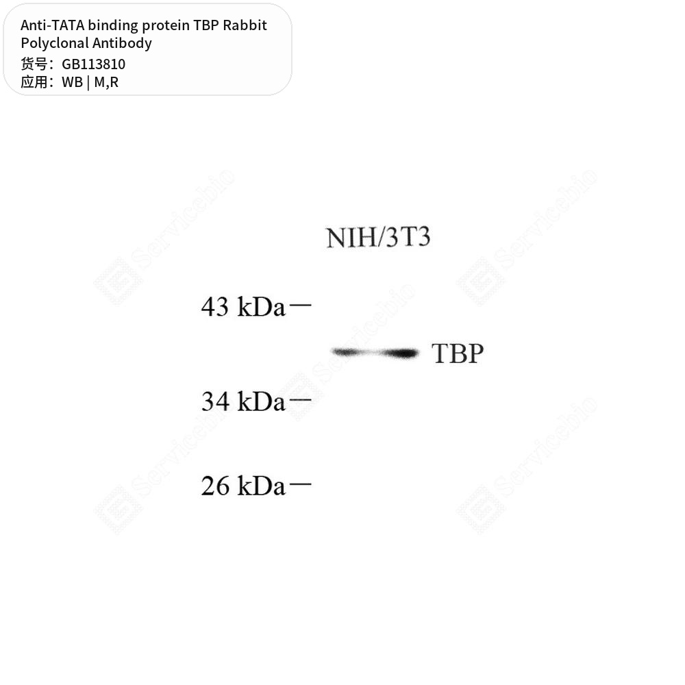 Антитела первичные, поликлональные кролика к TATA binding protein TBP крысы, мыши, 100 мкл